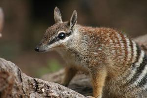 Die Rettung des Numbats